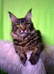 Samba el Felina Mondo