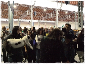 World cat show Wien 