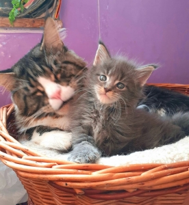 Když máma nemá čas, nastupuje na hlídání táta 