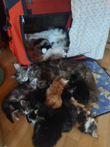 Koťátka, koťátka :-)