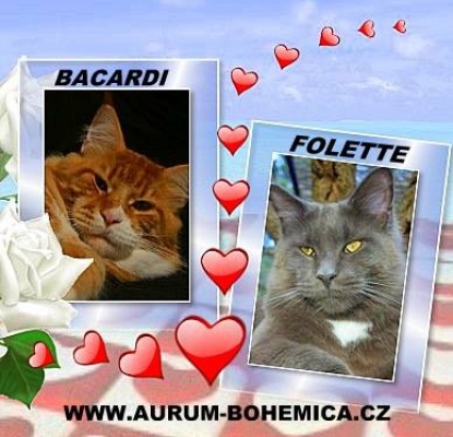 očekáváme koťátka