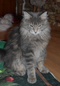 Goldinka hledá nové doma