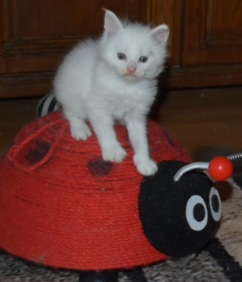 Ernie hledá novou rodinku